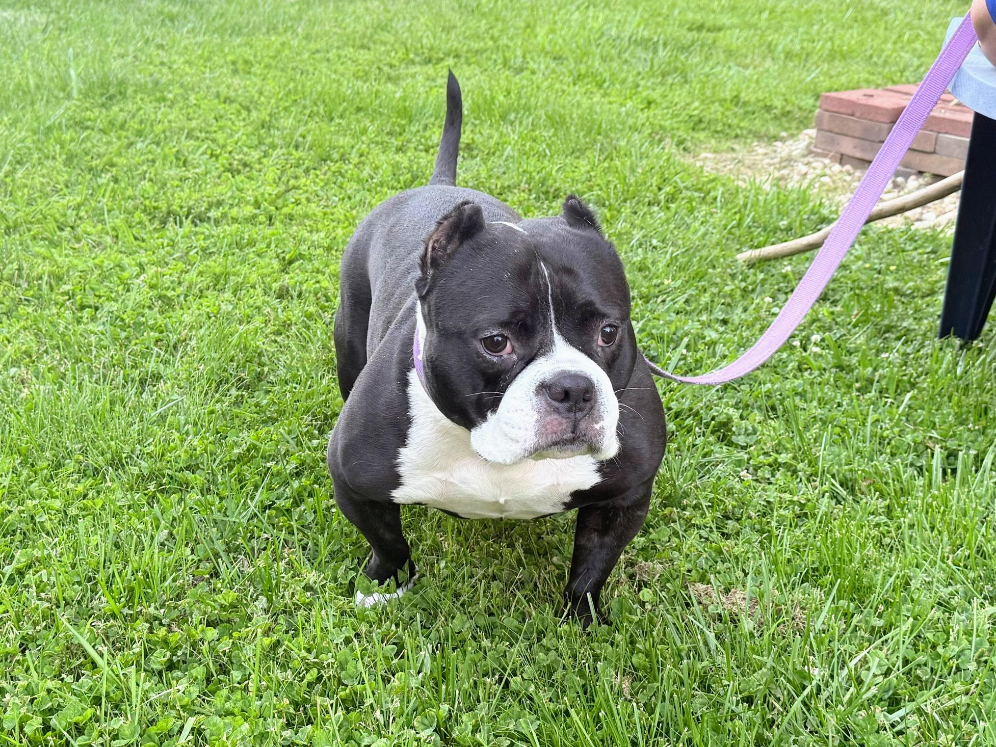 Polly, a Adoptable American Bulldog in Allen, TX image 3/6