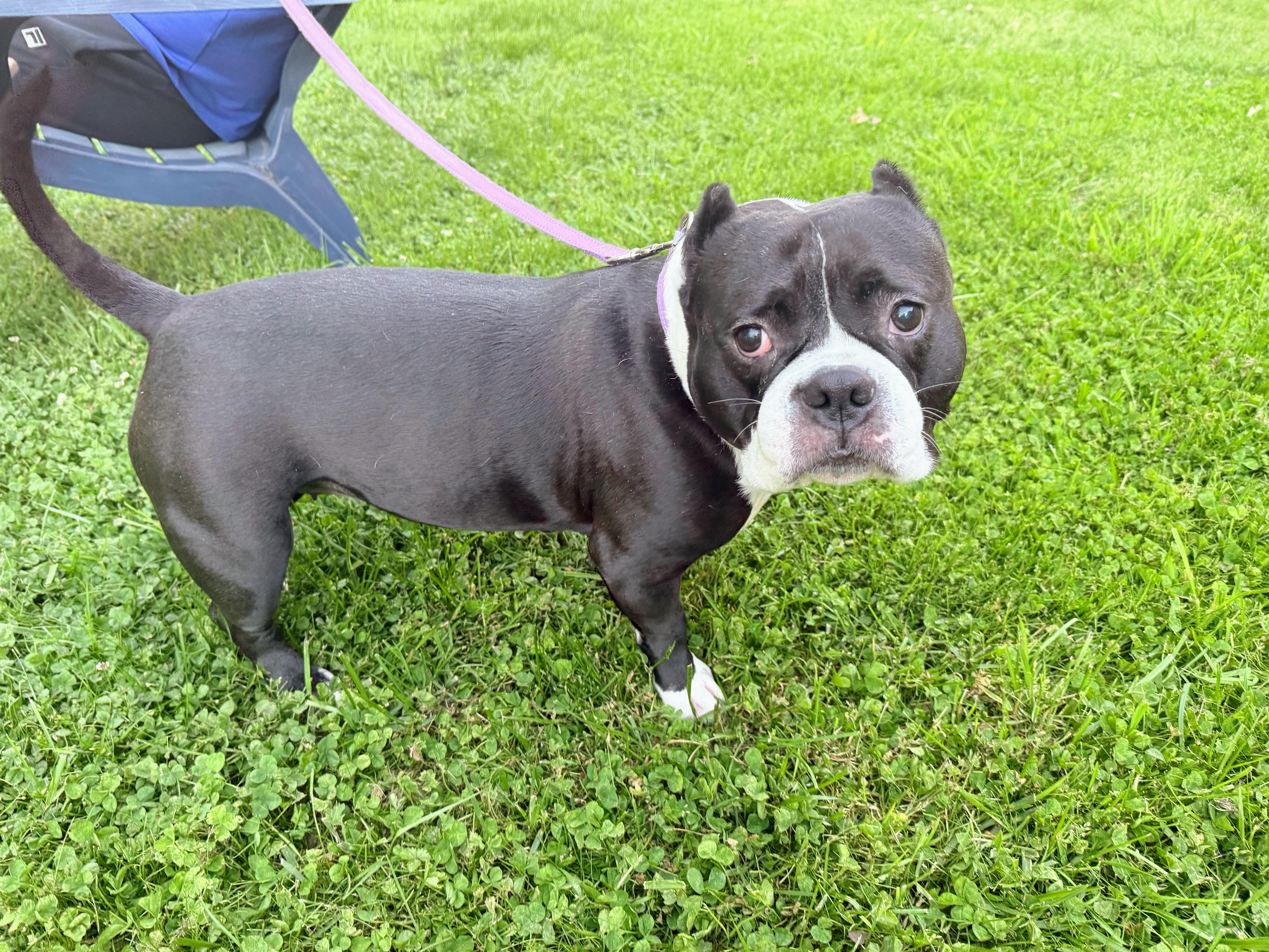 Polly, a Adoptable American Bulldog in Allen, TX image 6/6