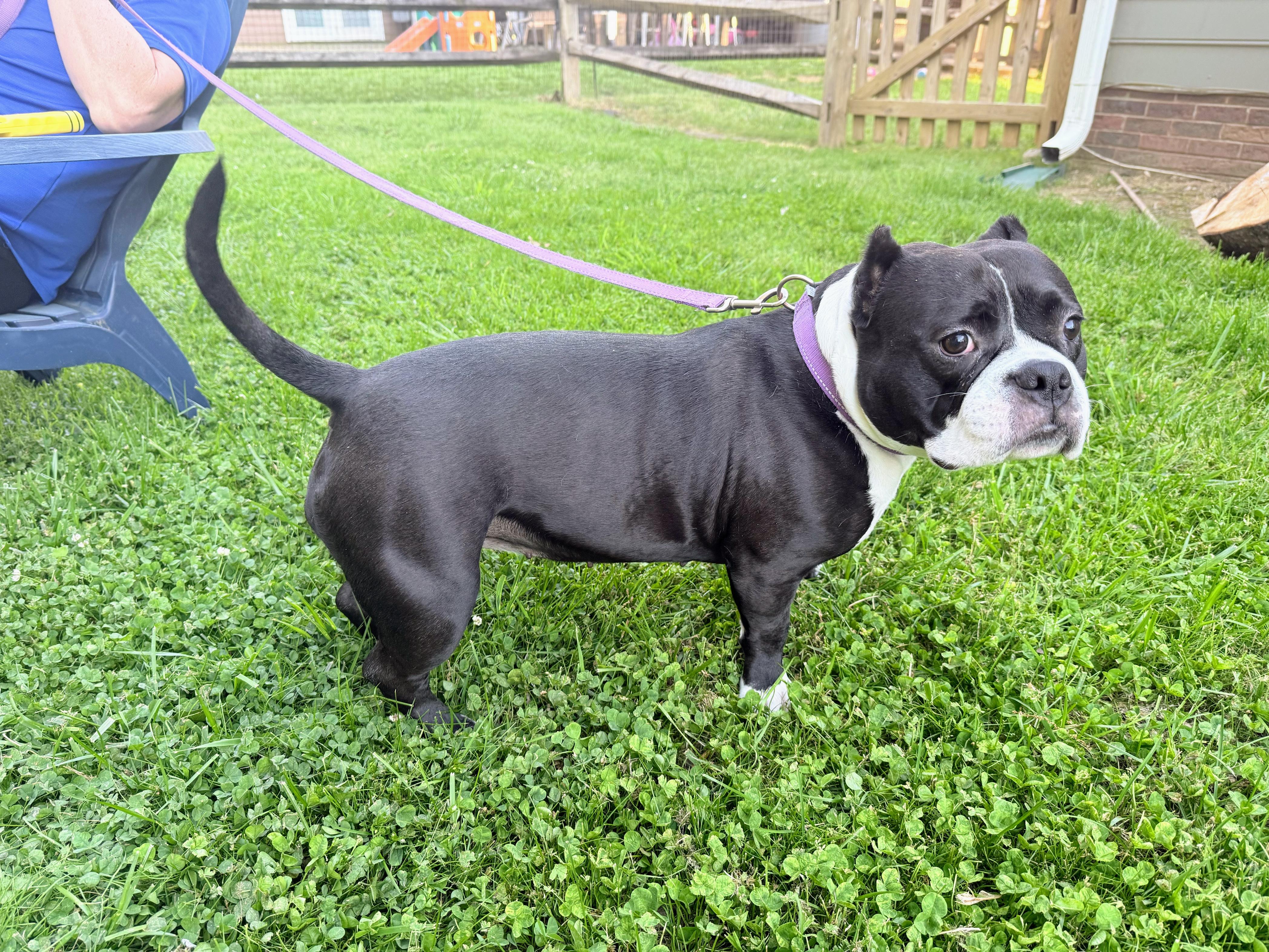 Polly, a Adoptable American Bulldog in Allen, TX image 5/6