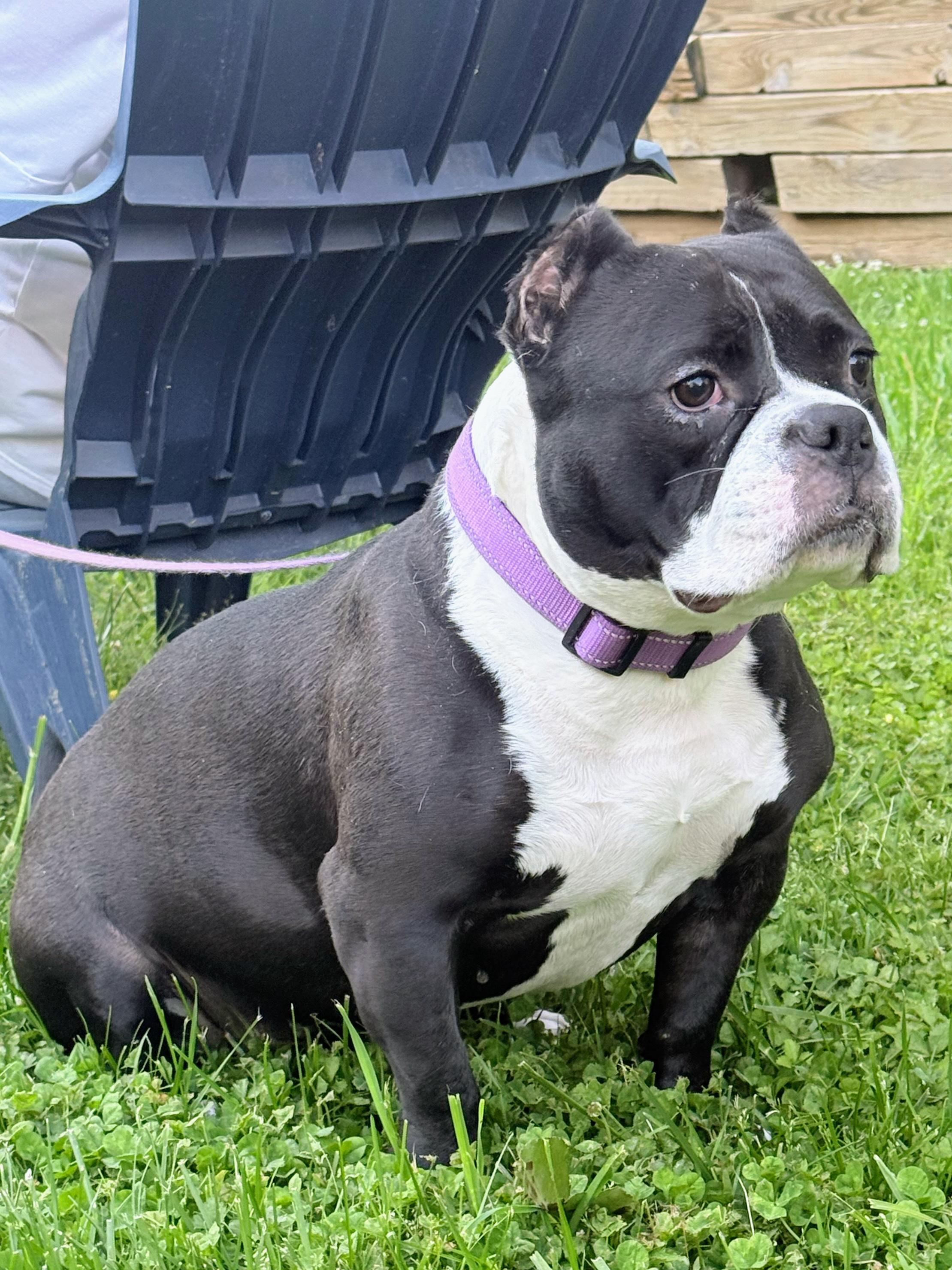 Polly, a Adoptable American Bulldog in Allen, TX image 1/6