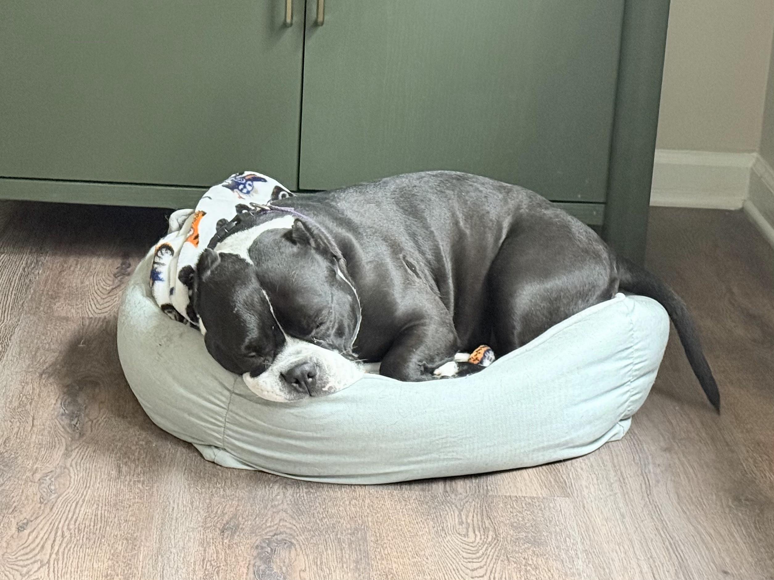 Polly, a Adoptable American Bulldog in Allen, TX image 4/6