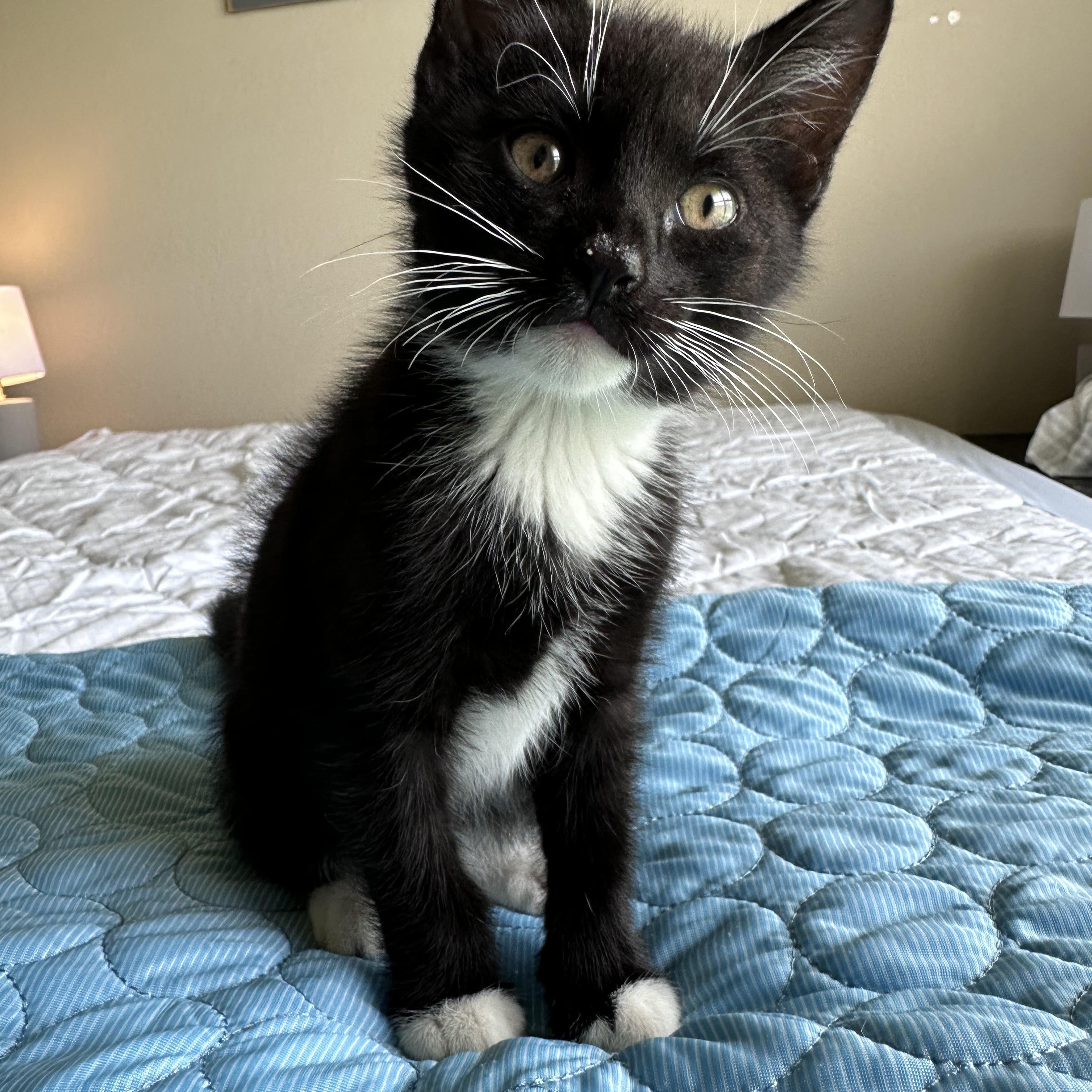 Benny, ADOPTABLE, Kitten Male Domestic Short Hair.