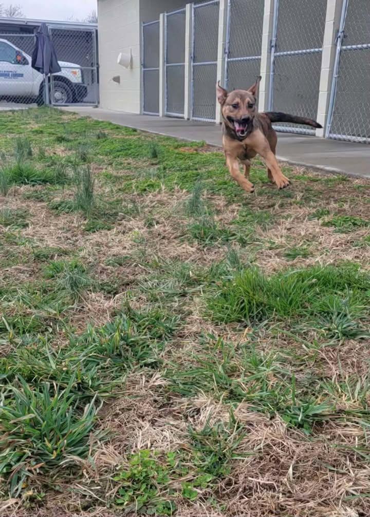 Adele, a Adoptable mixed breed in Shelbyville, TN image 1/5