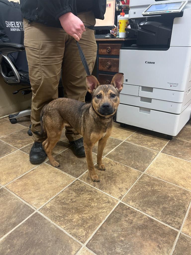 Enlarge Adele, a Adoptable mixed breed in Shelbyville, TN image 1/1