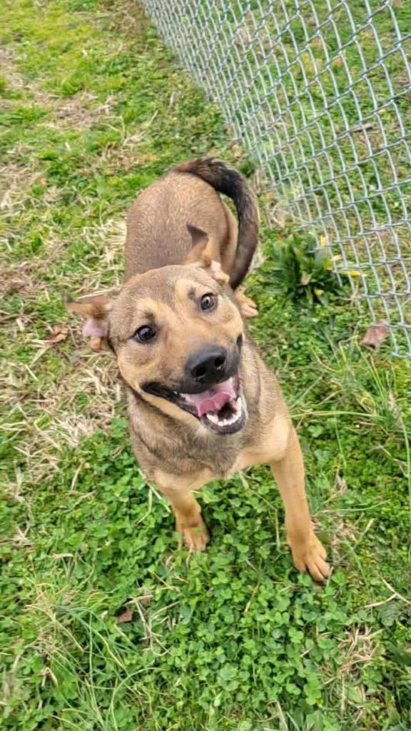 Adele, a Adoptable mixed breed in Shelbyville, TN image 3/5