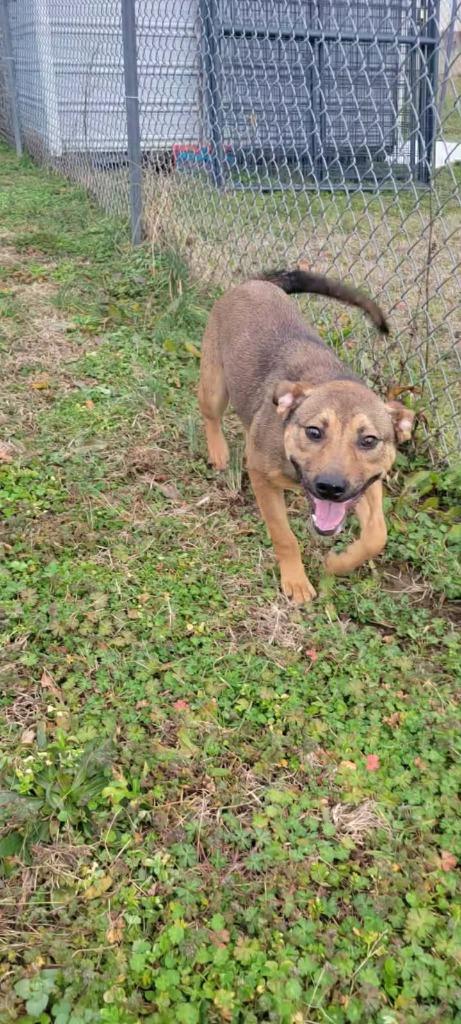 Adele, a Adoptable mixed breed in Shelbyville, TN image 4/5