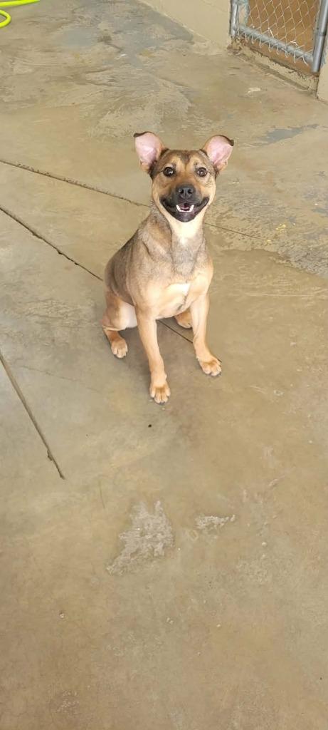 Enlarge Adele, a Adoptable mixed breed in Shelbyville, TN image 5/6