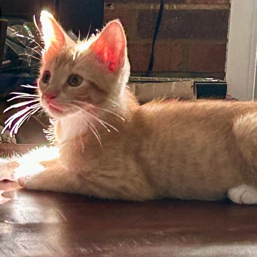 Harley, Baby Male Domestic Short Hair