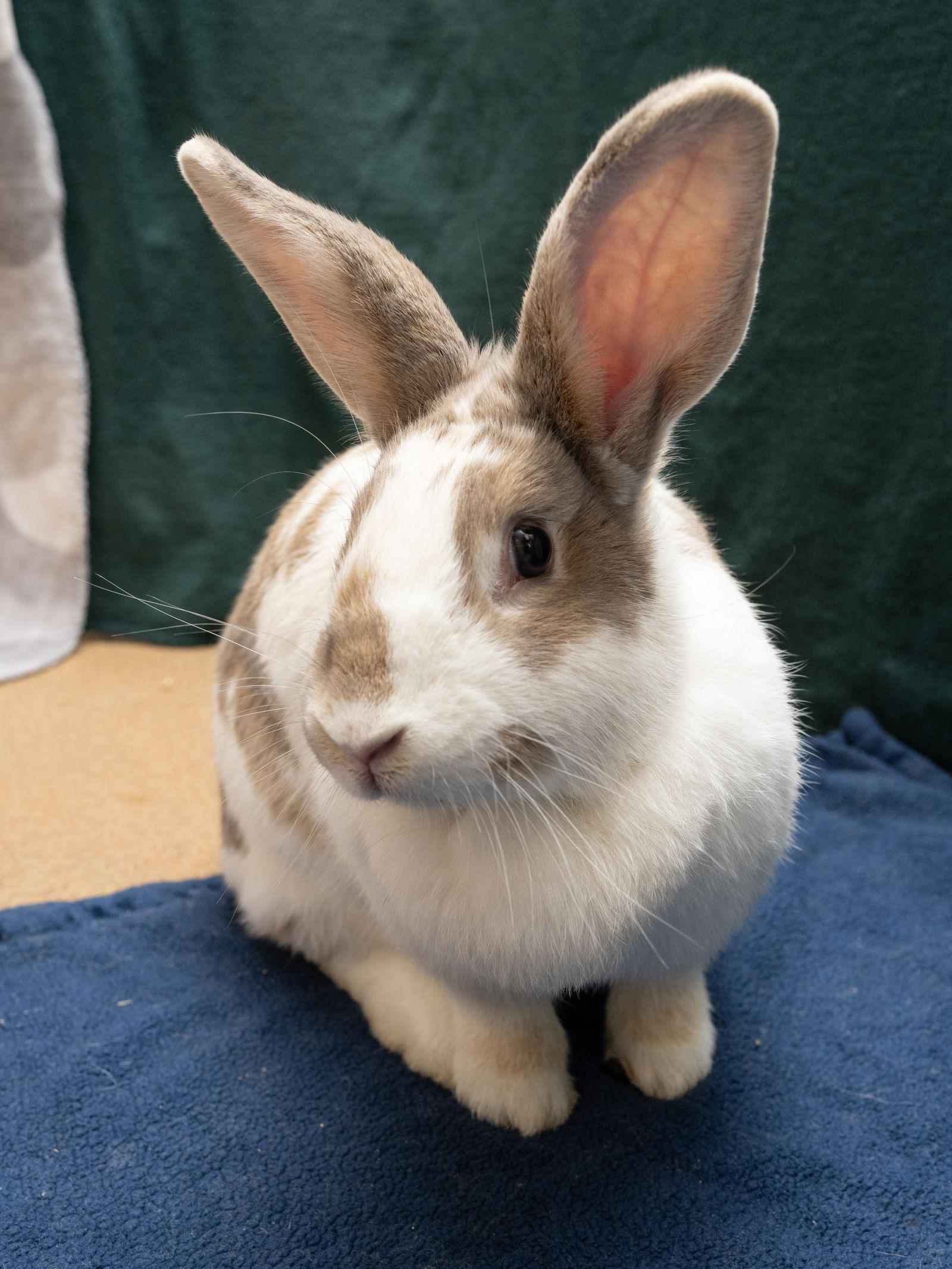 Kiki, a Adoptable American in Antioch, CA image 2/3