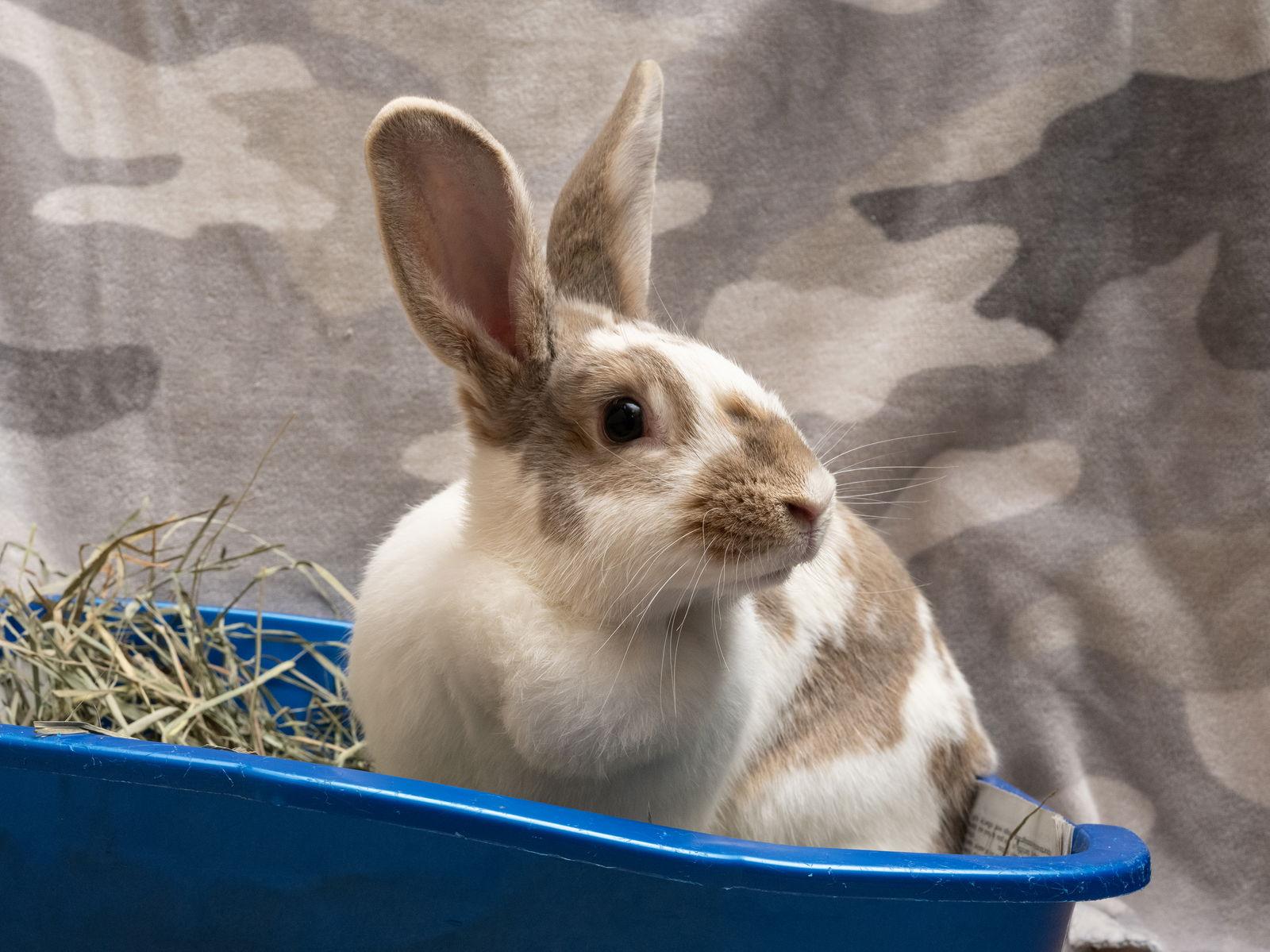 Kiki, Adoptable, Adult Female American.