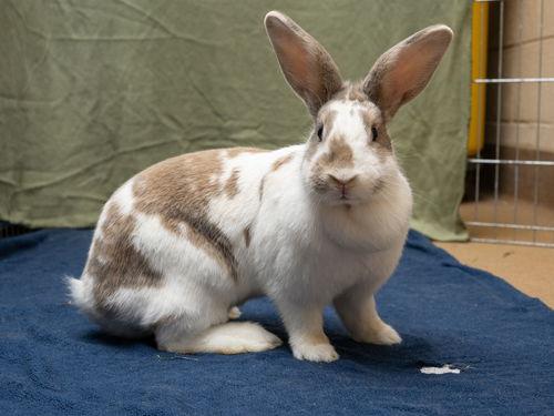 Kiki, a Adoptable American in Antioch, CA image 3/3