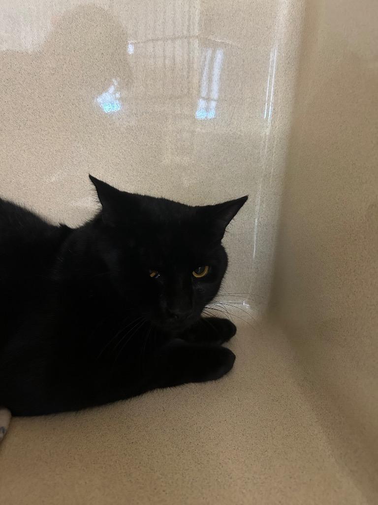 Cole, Adoptable, Young Male Domestic Short Hair.