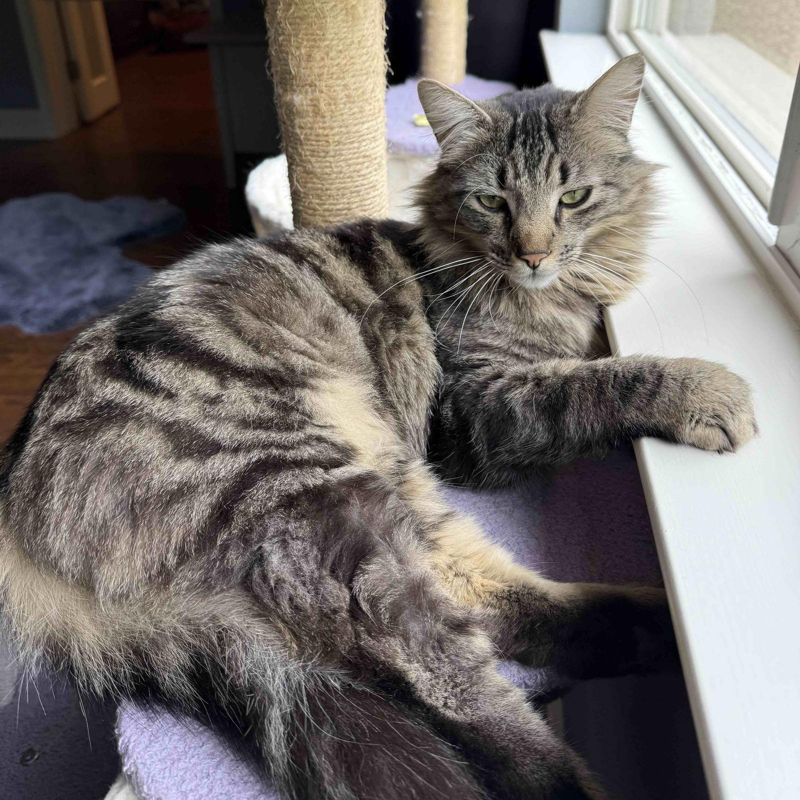 Bahn Mi, Adopted, Adult Male Maine Coon.