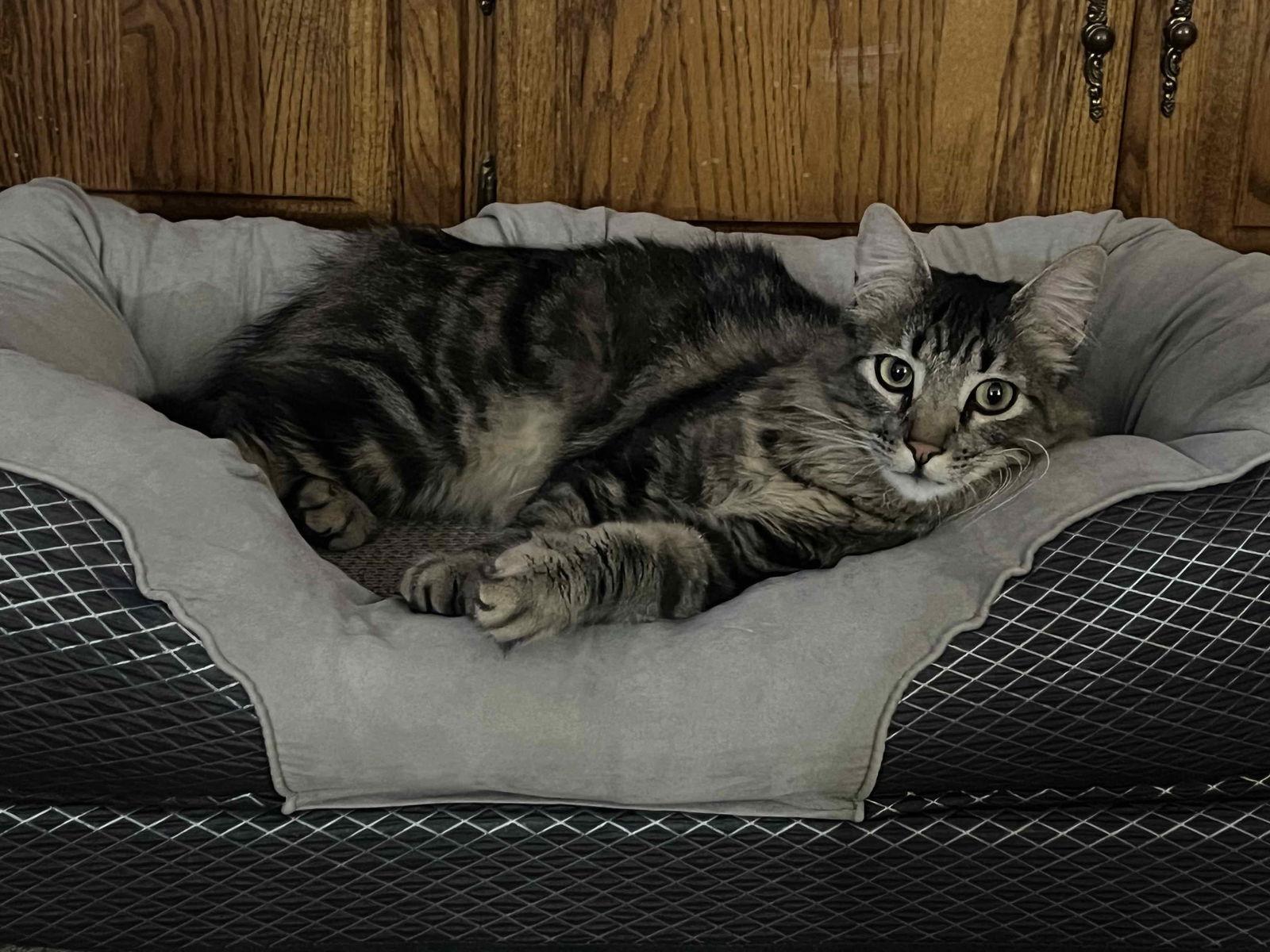 Enlarge Bahn Mi, a Adopted Maine Coon in San Jose, CA image 2/3