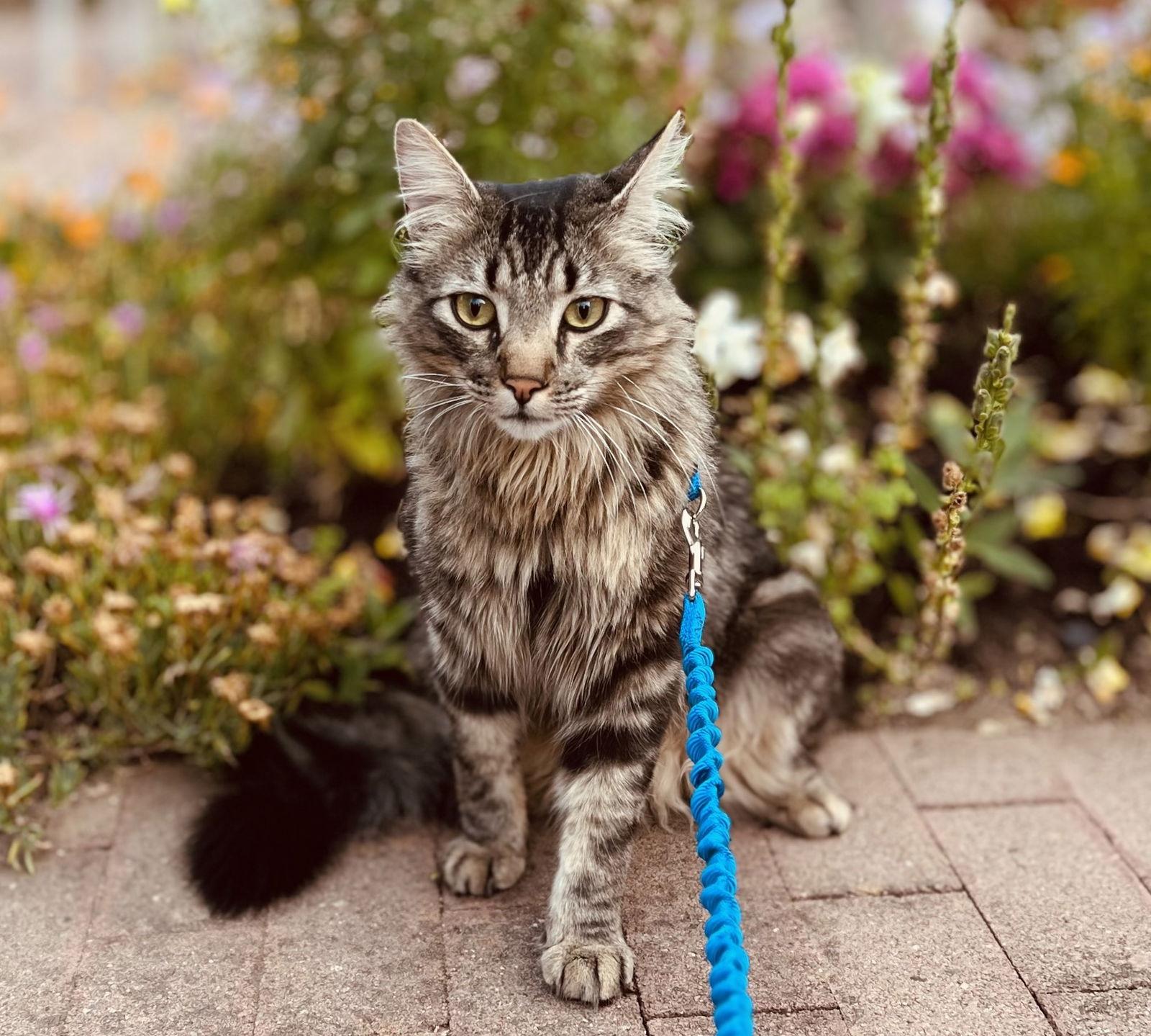 Enlarge Bahn Mi, a Adopted Maine Coon in San Jose, CA image 3/3
