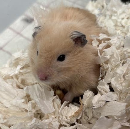 Enlarge Chipmunk, an adopted Hamster in Prince Frederick, MD image 4/4
