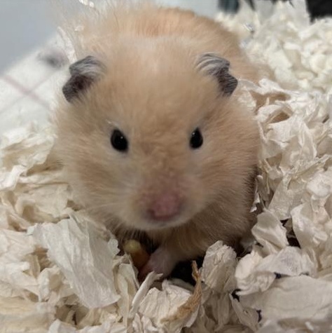 Enlarge Chipmunk, an adopted Hamster in Prince Frederick, MD image 2/4