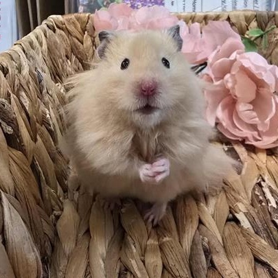 Chipmunk, adopted, Adult Male Hamster.