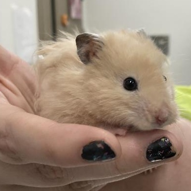 Enlarge Chipmunk, an adopted Hamster in Prince Frederick, MD image 3/4