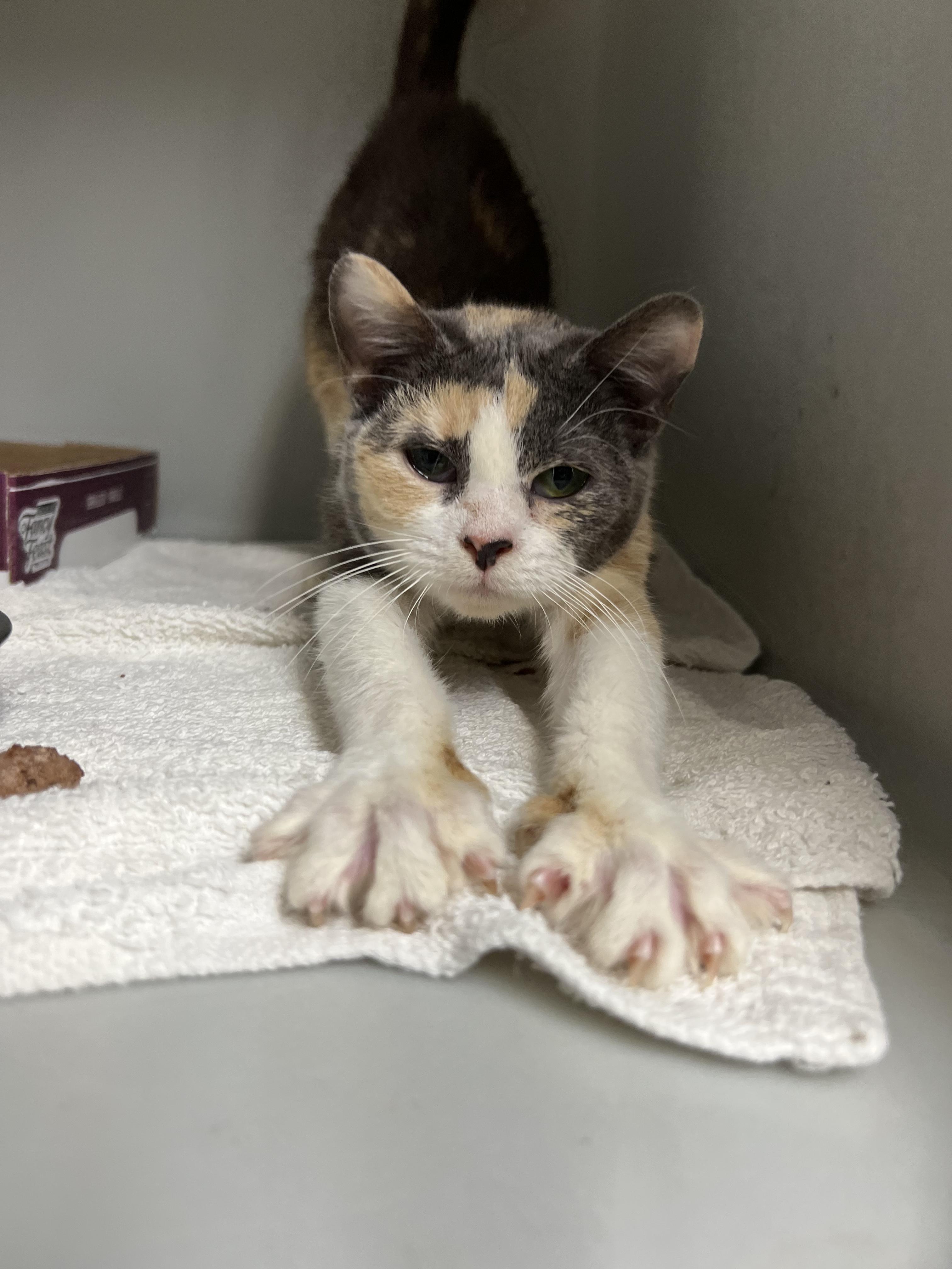 Enlarge Malibu, a ADOPTABLE Domestic Short Hair in Gaithersburg, MD image 2/2