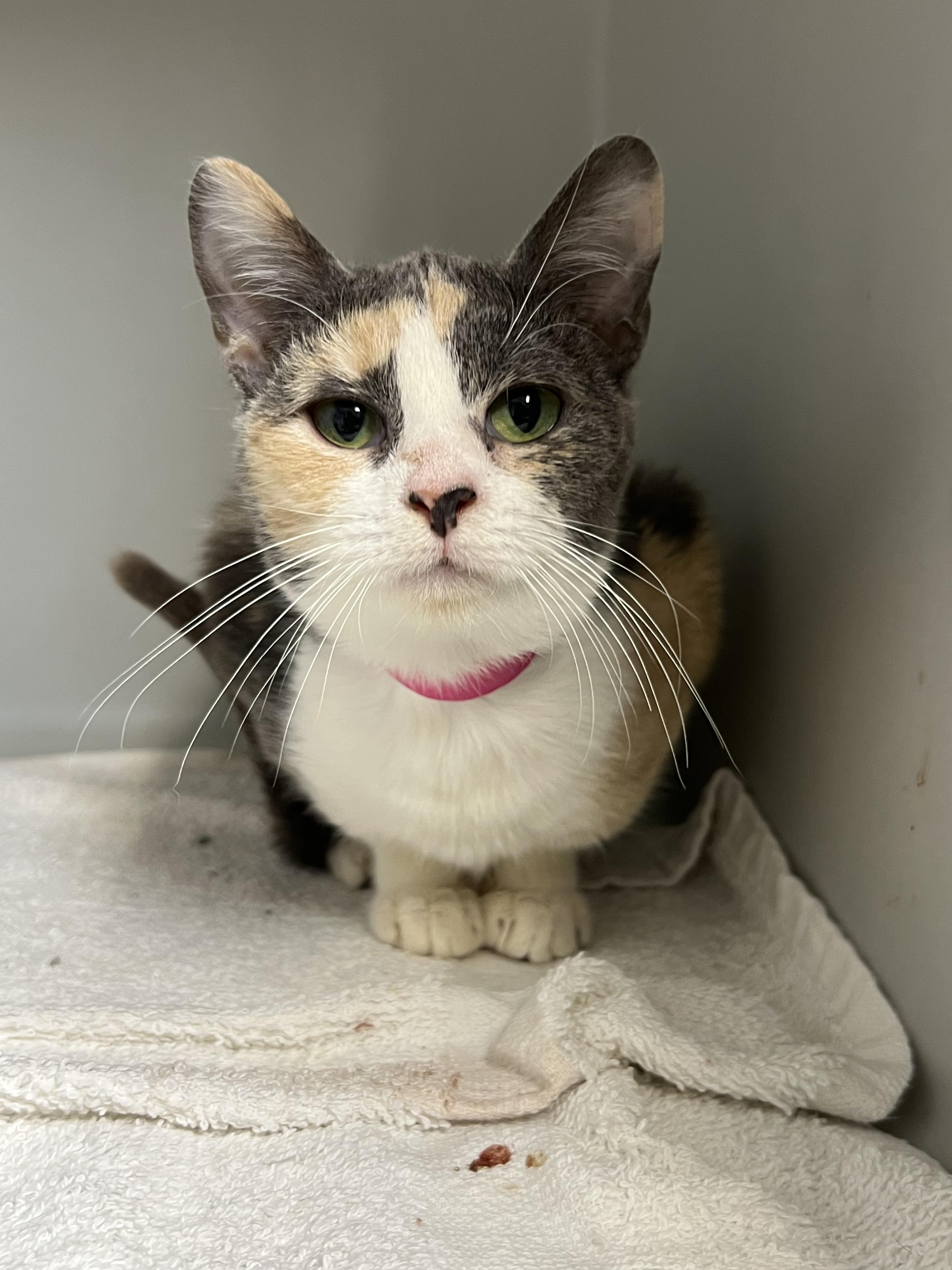 Enlarge Malibu, a ADOPTABLE Domestic Short Hair in Gaithersburg, MD image 1/2