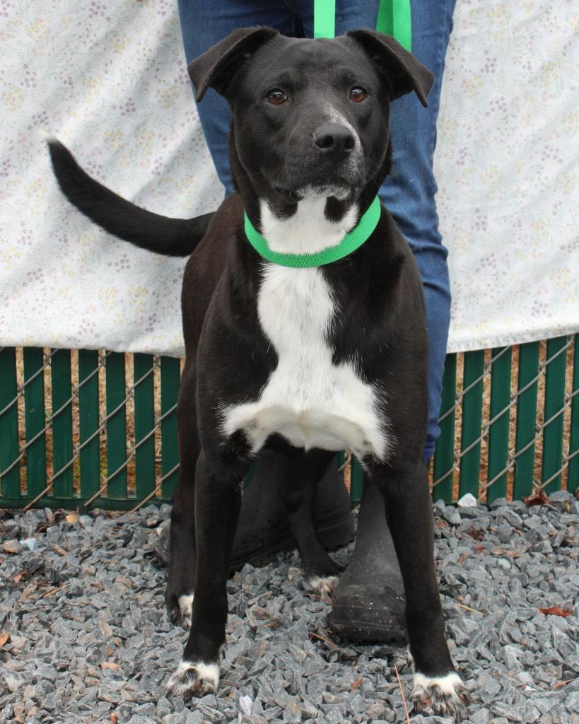 Enlarge Dusty, a Adoptable mixed breed in Mount Gilead, NC image 1/4