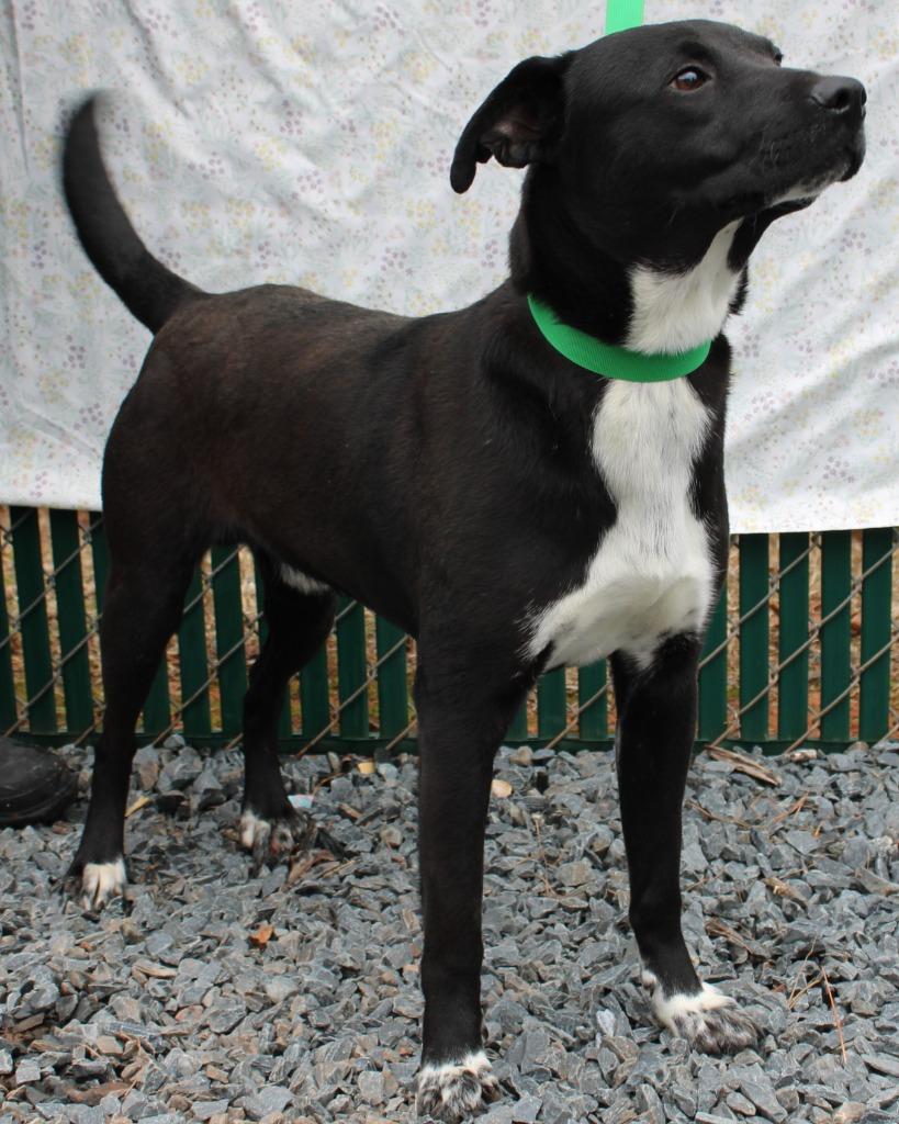 Enlarge Dusty, a Adoptable mixed breed in Mount Gilead, NC image 2/4