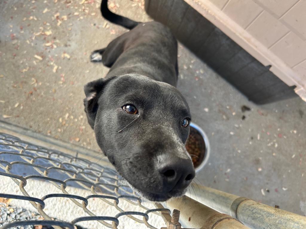Enlarge Dusty, a Adoptable mixed breed in Mount Gilead, NC image 3/4