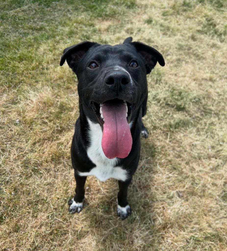 Enlarge Dusty, a Adoptable mixed breed in Mount Gilead, NC image 3/5
