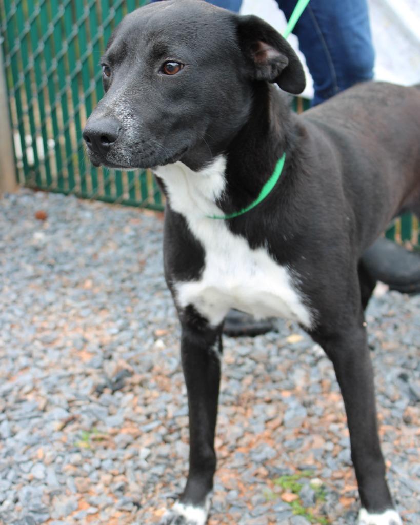 Enlarge Dusty, a Adoptable mixed breed in Mount Gilead, NC image 4/4