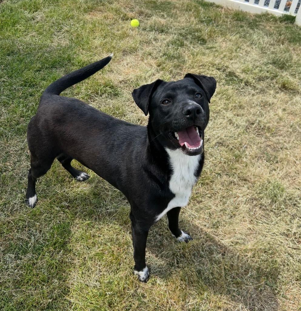 Enlarge Dusty, a Adoptable mixed breed in Mount Gilead, NC image 4/5