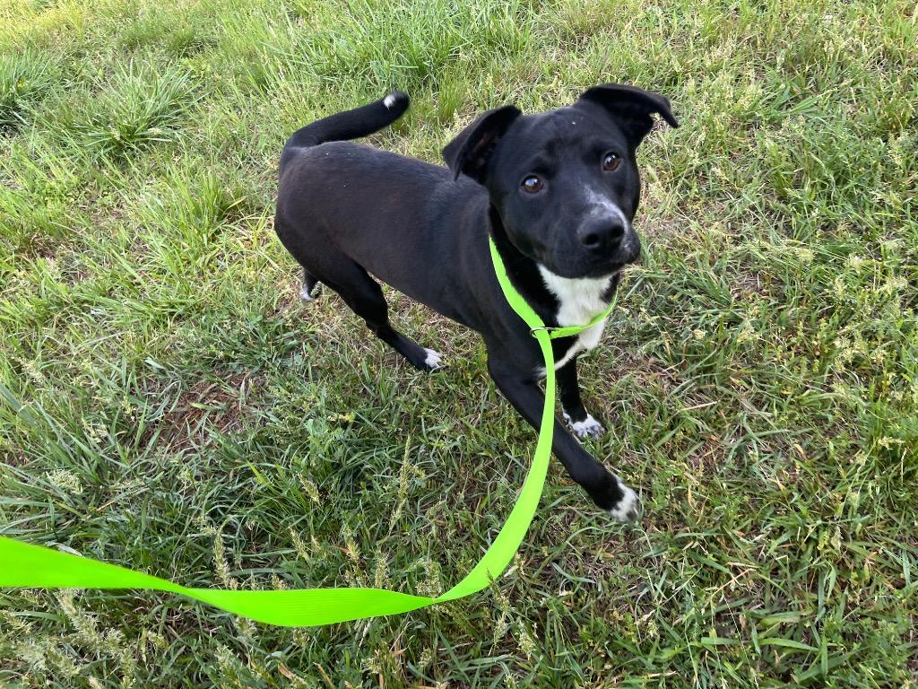 Enlarge Dusty, a Adoptable mixed breed in Mount Gilead, NC image 5/5