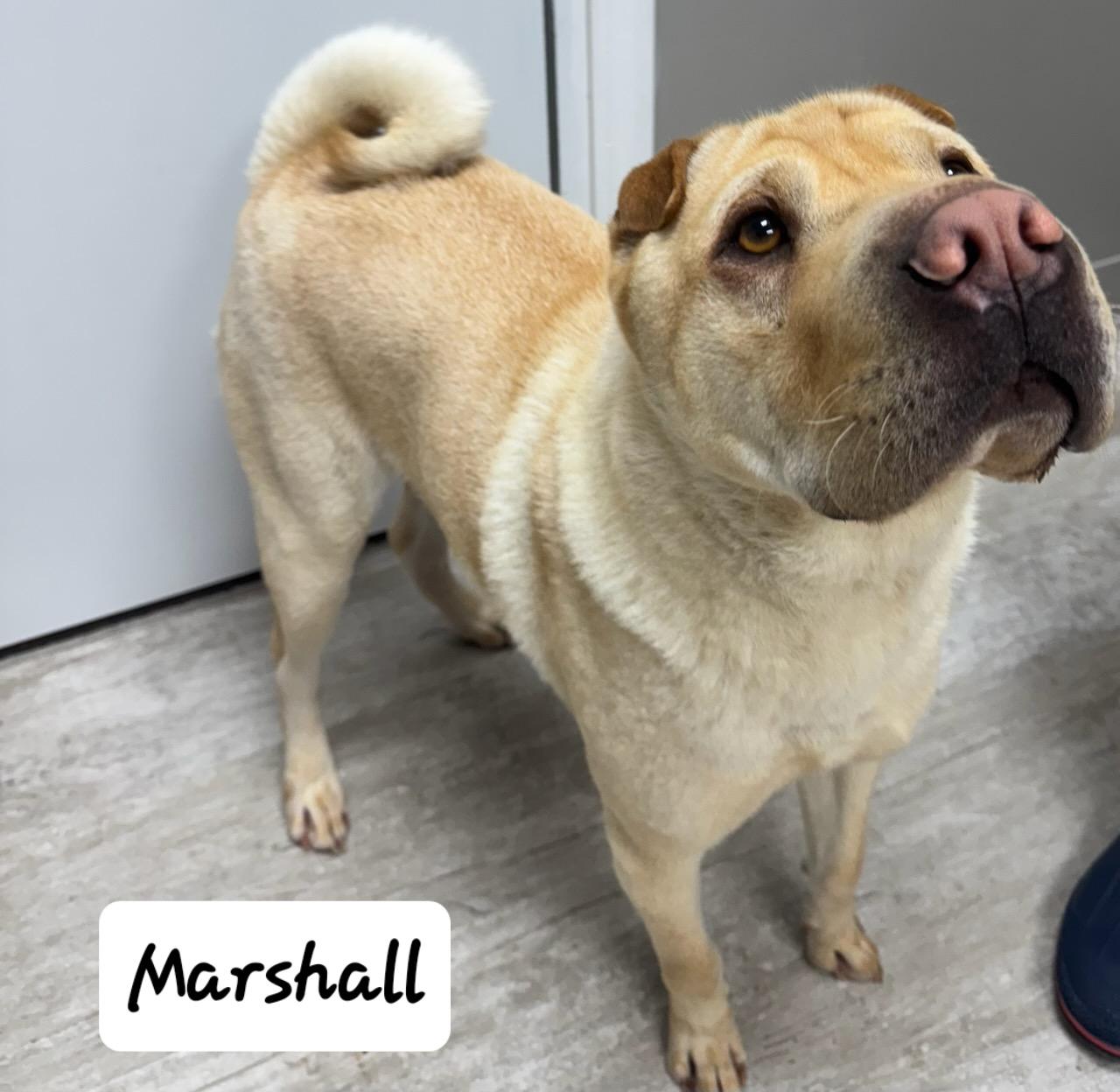 Marshall, a ADOPTABLE Shar-Pei in Urbana, OH image 3/3