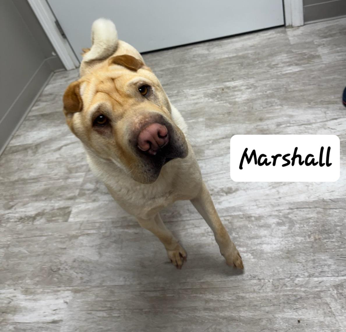 Marshall, a ADOPTABLE Shar-Pei in Urbana, OH image 2/3