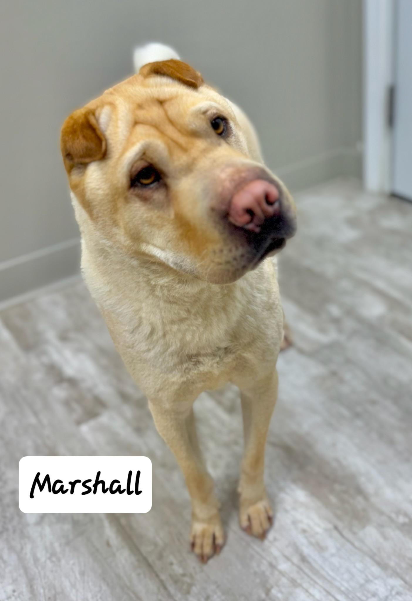 Marshall, a ADOPTABLE Shar-Pei in Urbana, OH image 1/3