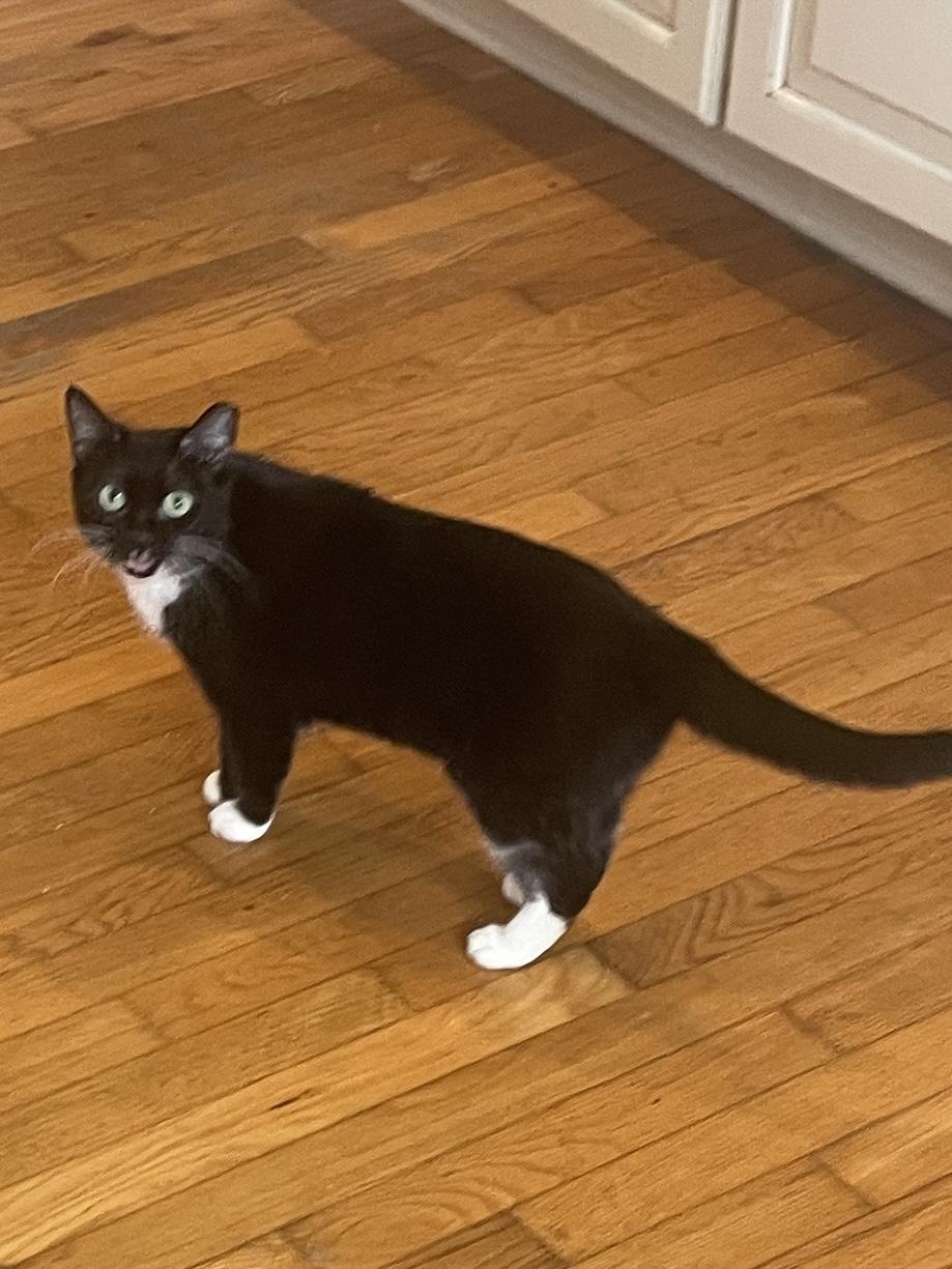 Socks, a Adoptable Tuxedo in Wilmington, NC image 1/5