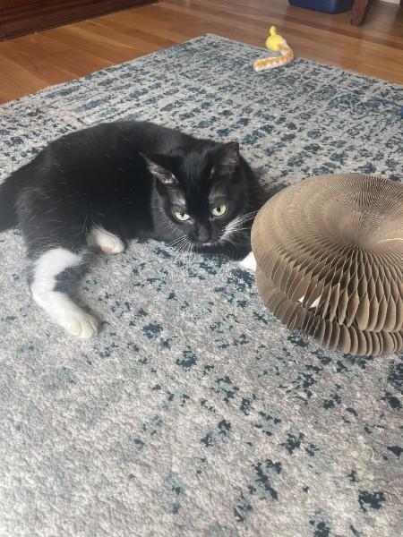 Socks, a Adoptable Tuxedo in Wilmington, NC image 2/5