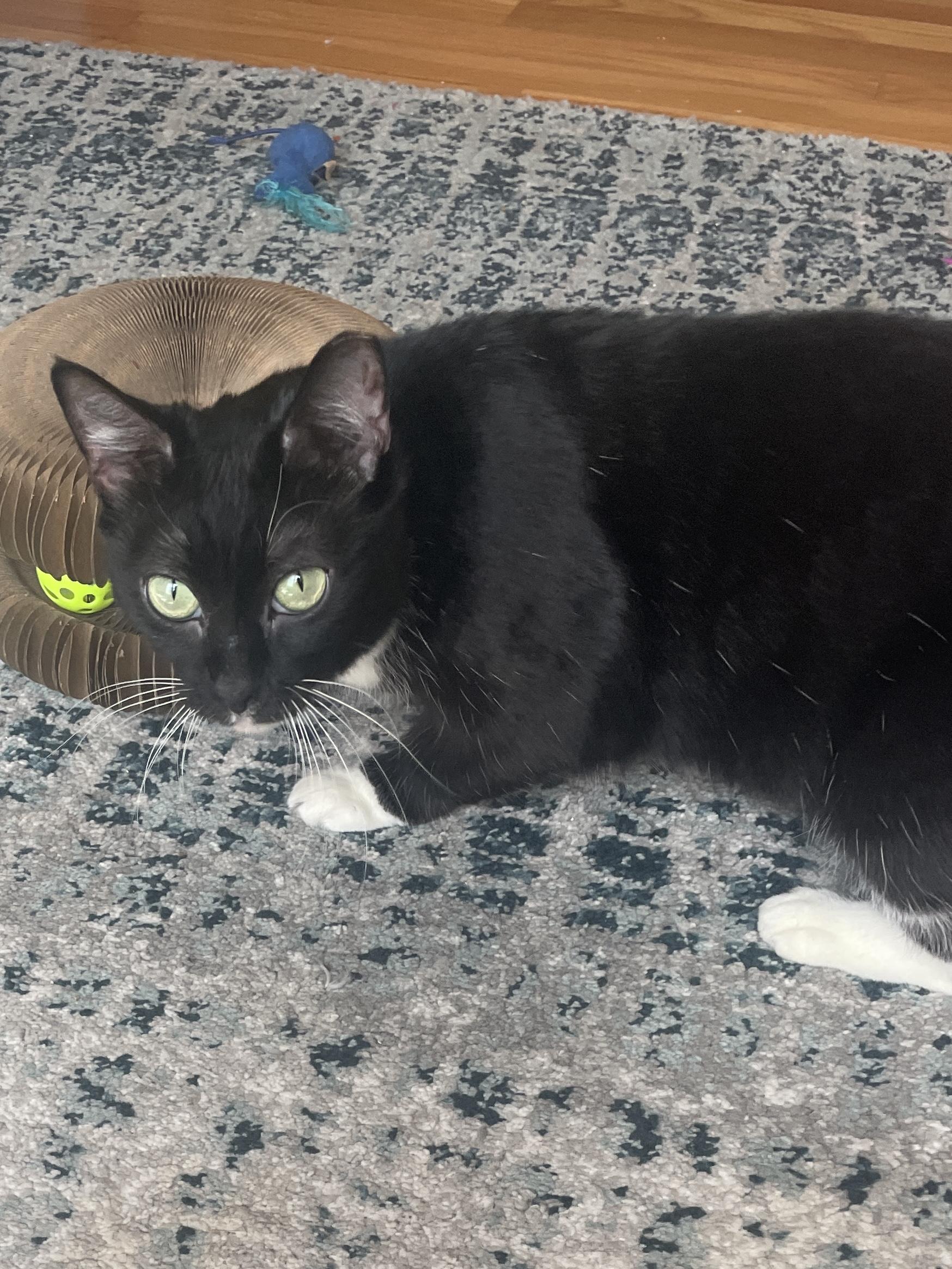 Socks, a Adoptable Tuxedo in Wilmington, NC image 3/5