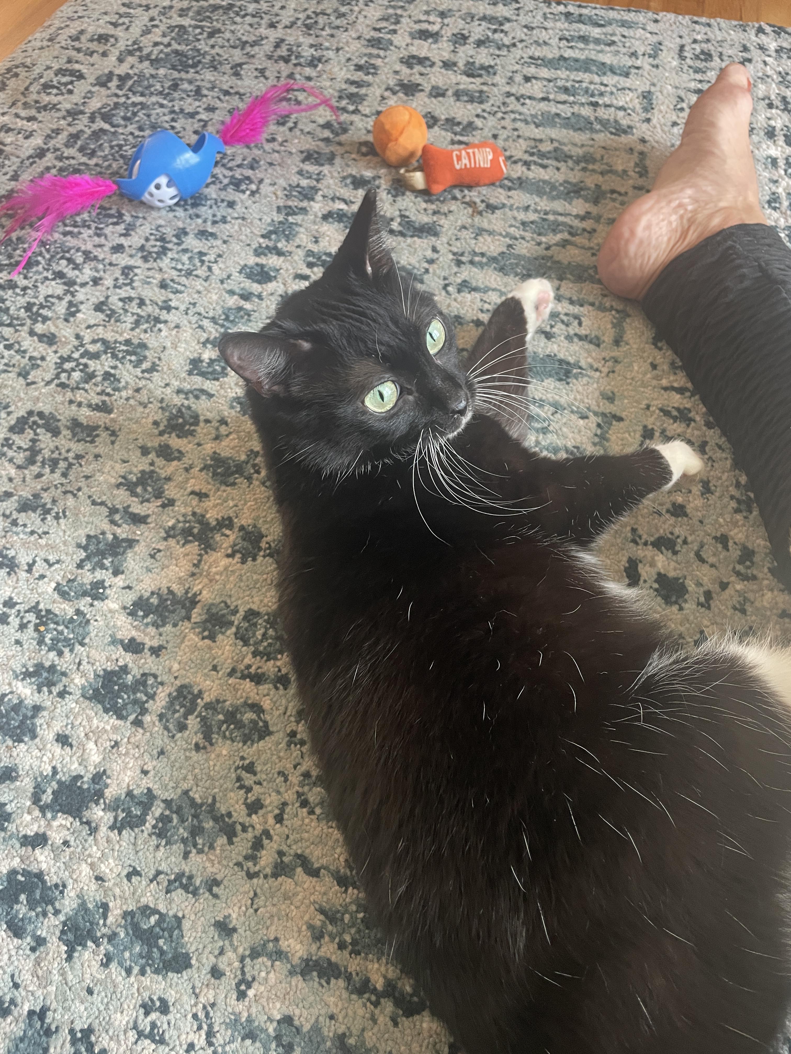 Socks, a Adoptable Tuxedo in Wilmington, NC image 4/5