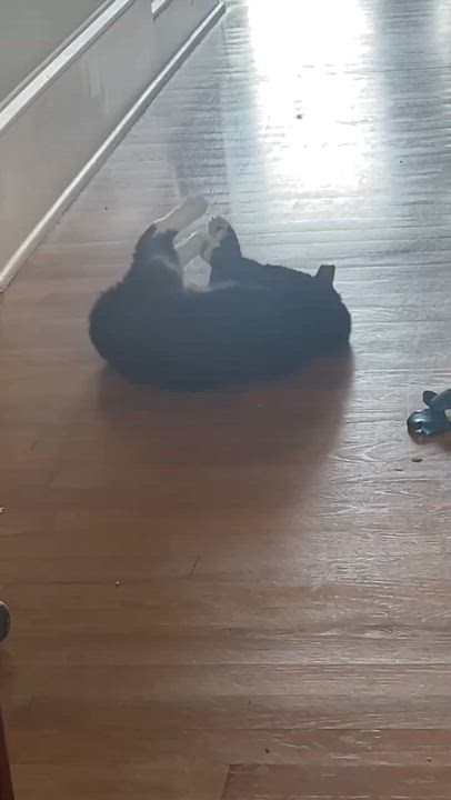 Enlarge Socks, a Adoptable Tuxedo in Wilmington, NC video 5/5