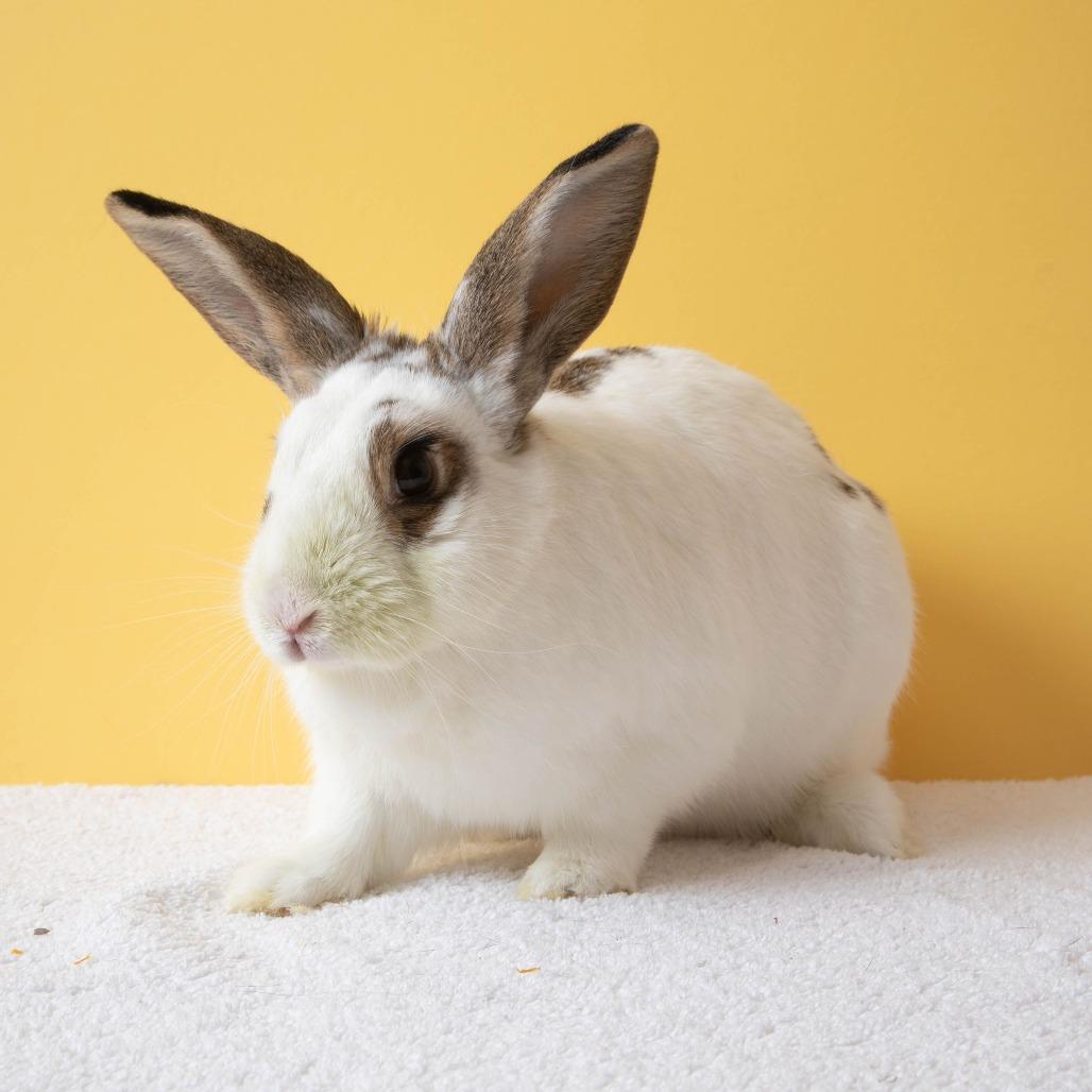 Cherry, Adoptable, Adult Female English Spot.
