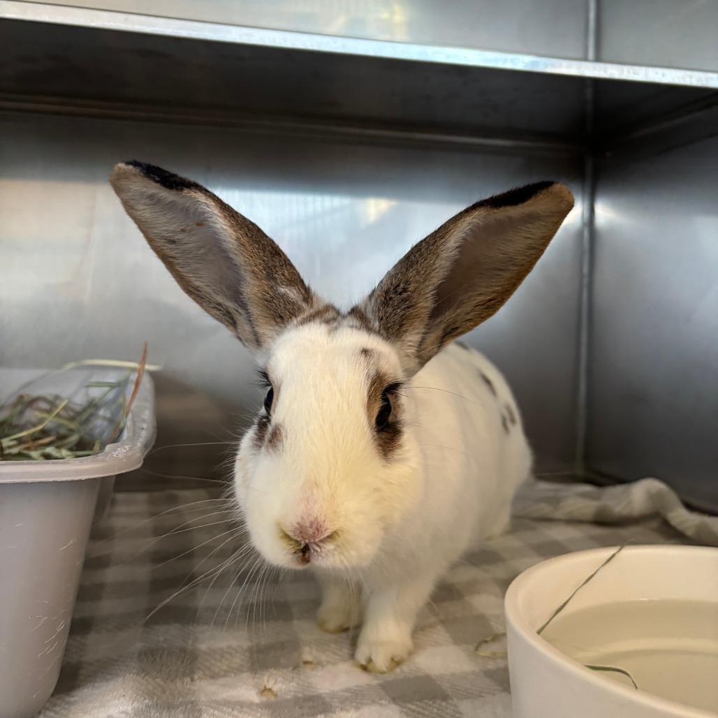 Enlarge Cherry, a Adoptable English Spot in Richmond, CA image 2/6