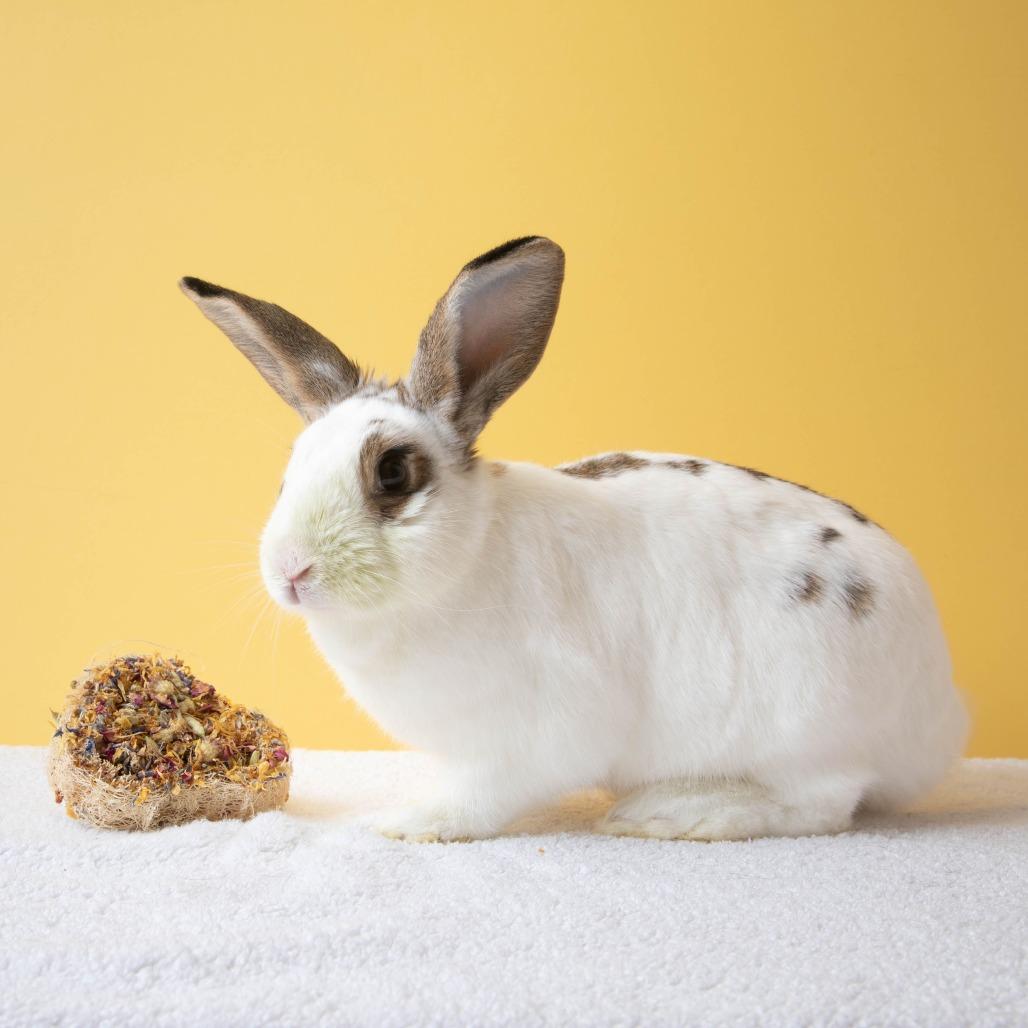 Enlarge Cherry, a Adoptable English Spot in Richmond, CA image 3/6