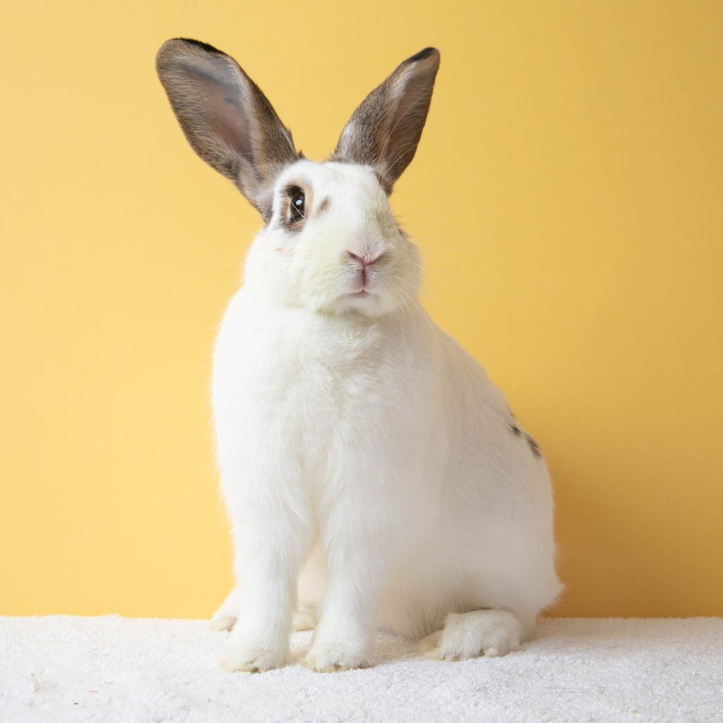 Enlarge Cherry, a Adoptable English Spot in Richmond, CA image 4/6