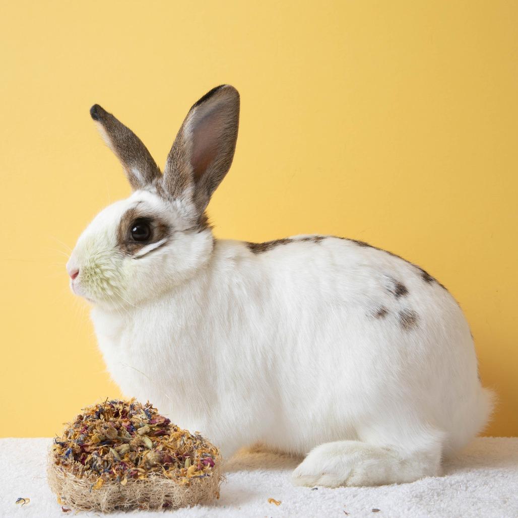 Enlarge Cherry, a Adoptable English Spot in Richmond, CA image 5/6