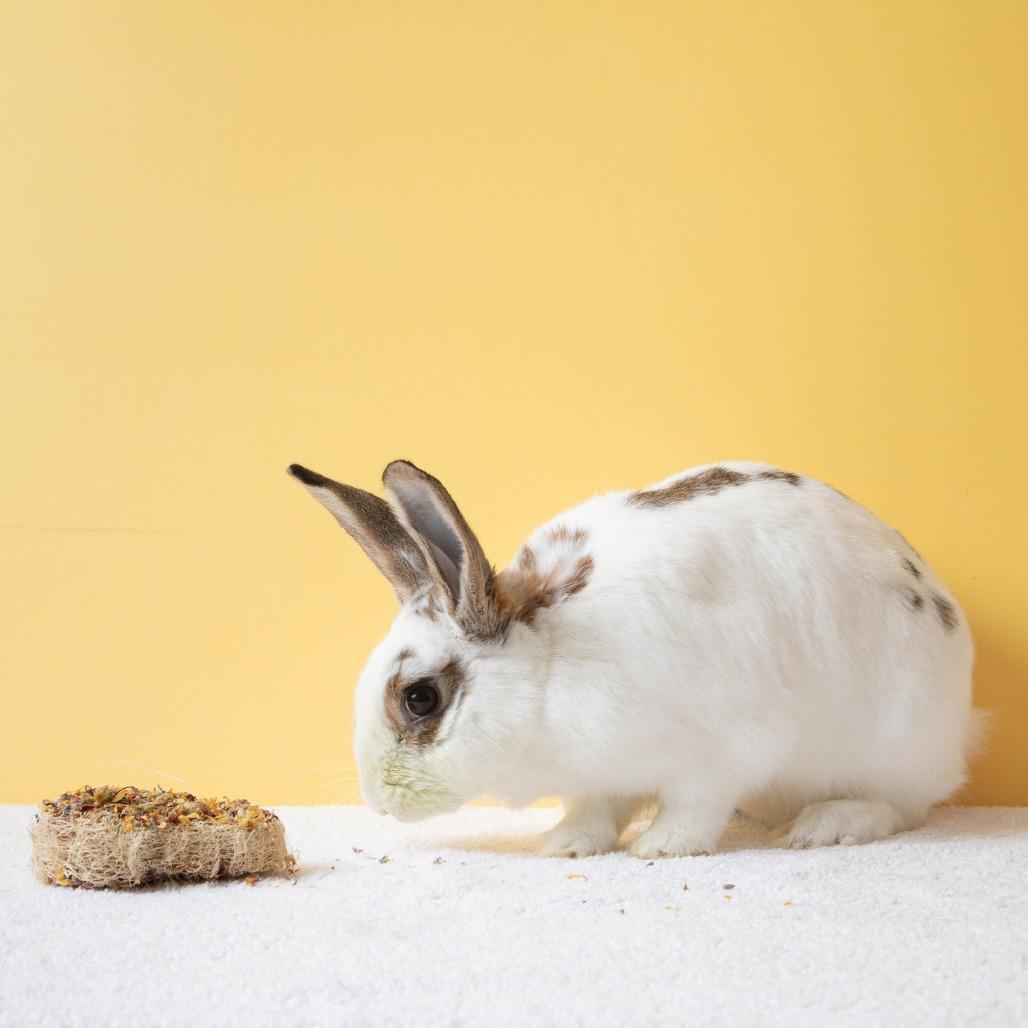 Enlarge Cherry, a Adoptable English Spot in Richmond, CA image 6/6