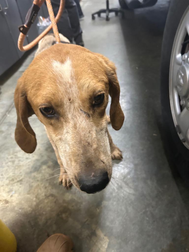 Tink, Adoptable, Puppy Female Hound.
