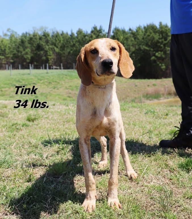 Enlarge Tink, a Adoptable Hound in Oxford, NC image 2/2