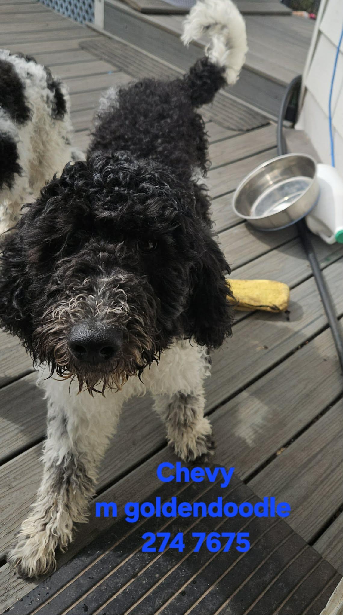 #274 Chevy, Adoptable, Puppy Male Goldendoodle.