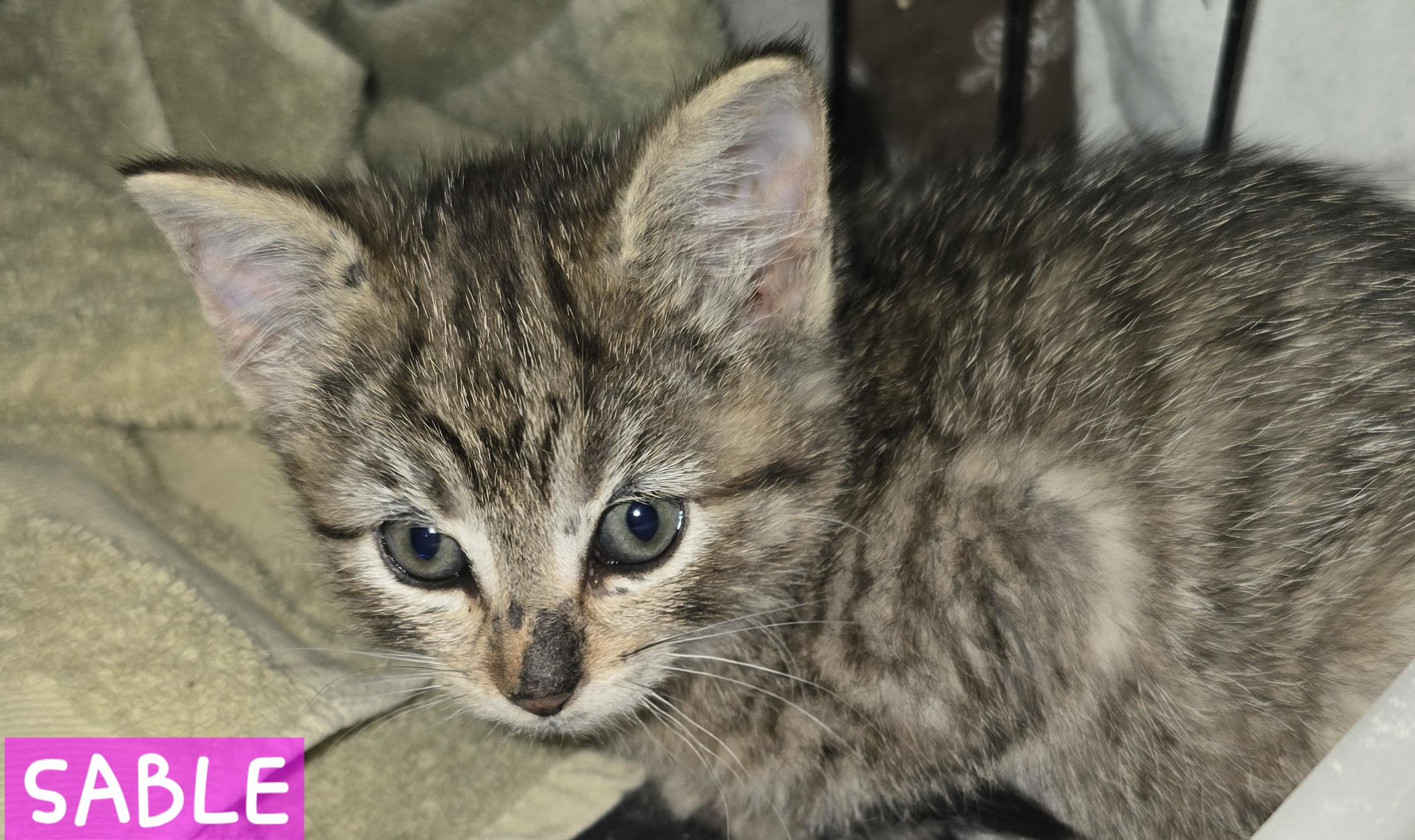 Sable, Adoptable, Young Female Domestic Short Hair.